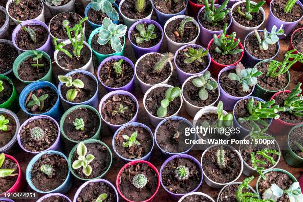 full frame shot of potted plants - ponte hebden stock-fotos und bilder