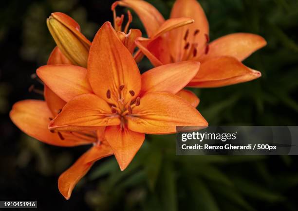 close-up of orange lily - renzo gherardi foto e immagini stock