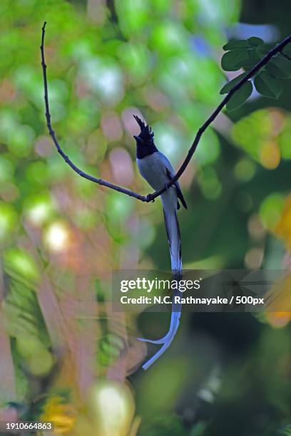 close-up of tropical bird perching on branch - eutrichomyias rowleyi stock pictures, royalty-free photos & images