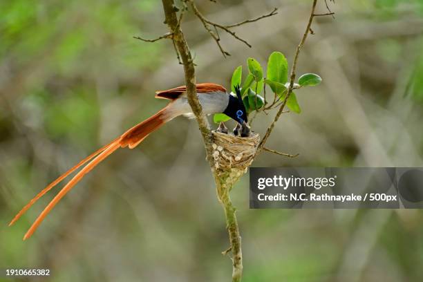 close-up of songbird perching on plant - eutrichomyias rowleyi stock pictures, royalty-free photos & images