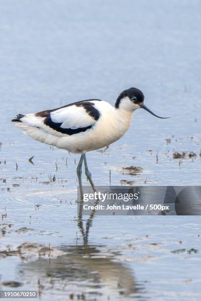 side view of avocet perching in lake,rspb saltholme,united kingdom,uk - échassier photos et images de collection