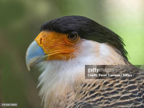 close-up of eagle,florida,united states,usa - caricari fotografías e imágenes de stock