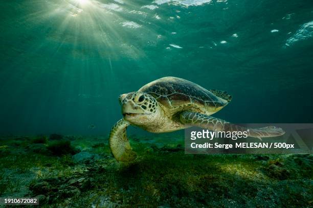 low angle view of sea green hawksbill turtle swimming in sea,mayotte - green turtle stock pictures, royalty-free photos & images