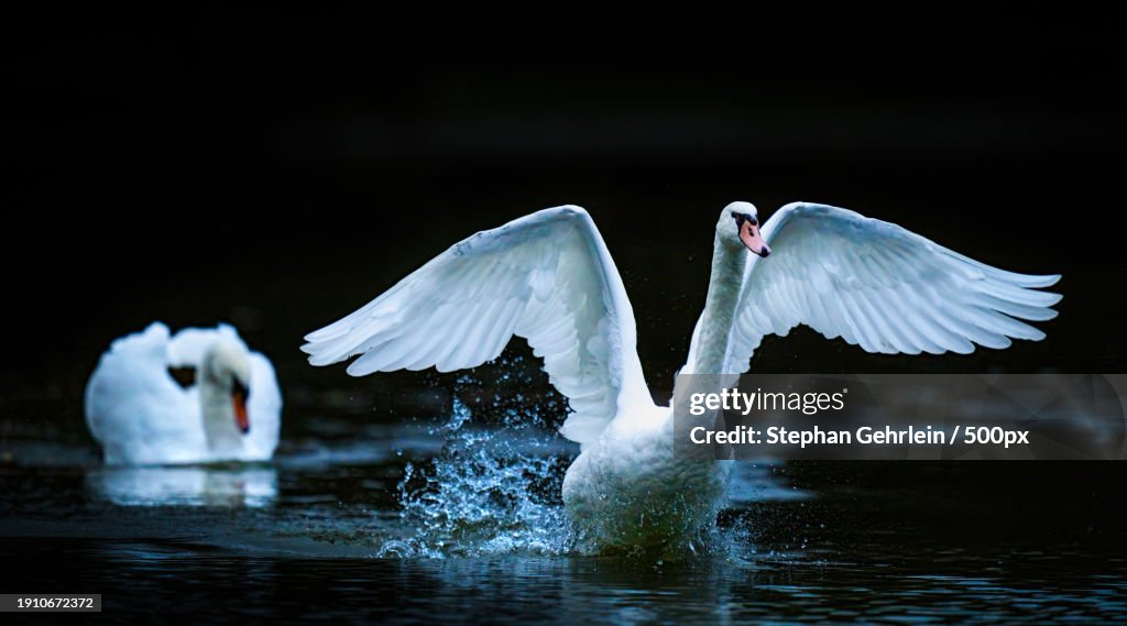 Close-up of birds flying over lake