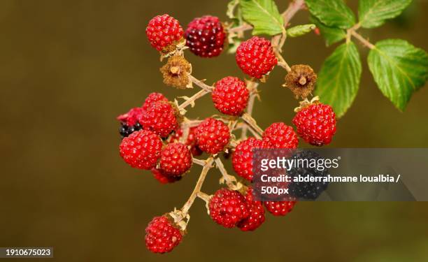 close-up of raspberries growing on plant - bush imagens e fotografias de stock