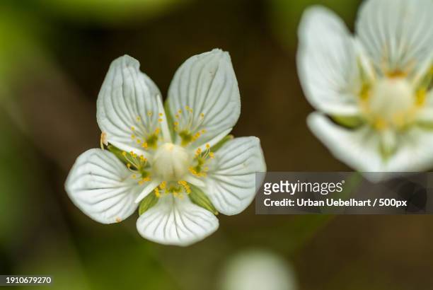 close-up of white flowering plant - staubblatt stock pictures, royalty-free photos & images