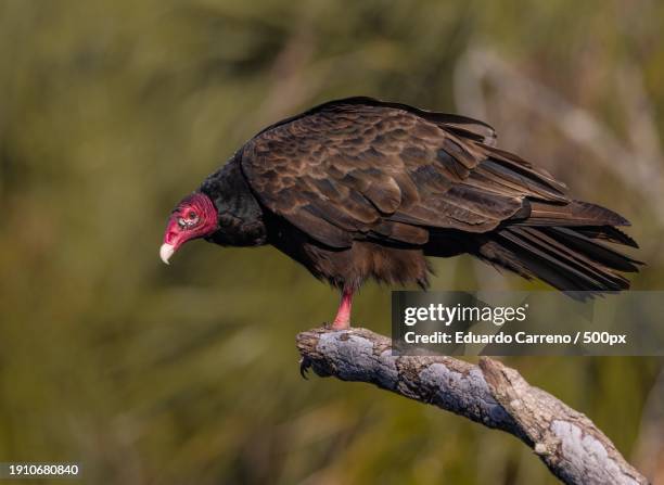 close-up of vulture perching on branch,united states,usa - uppflugen på en gren bildbanksfoton och bilder