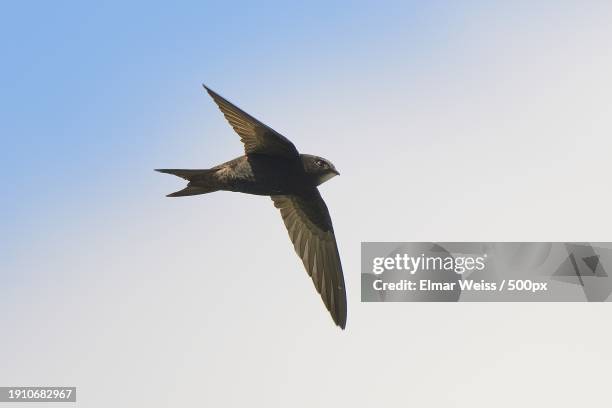 low angle view of sea seagull flying against clear sky - common swift flying stock pictures, royalty-free photos & images