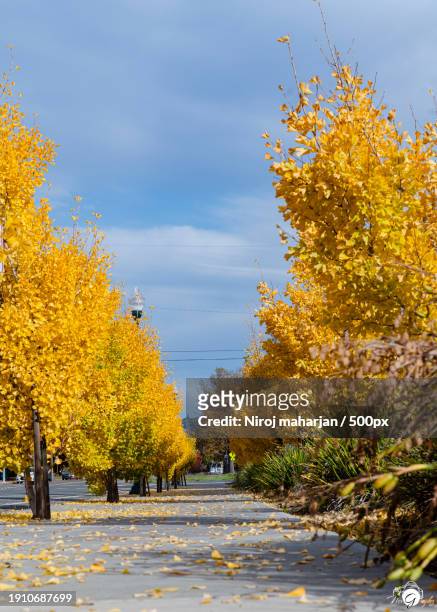 trees by road against sky during autumn,santa rosa,california,united states,usa - santa rosa california stock pictures, royalty-free photos & images