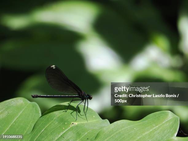 close-up of insect on leaf,framingham,massachusetts,united states,usa - framingham stock pictures, royalty-free photos & images