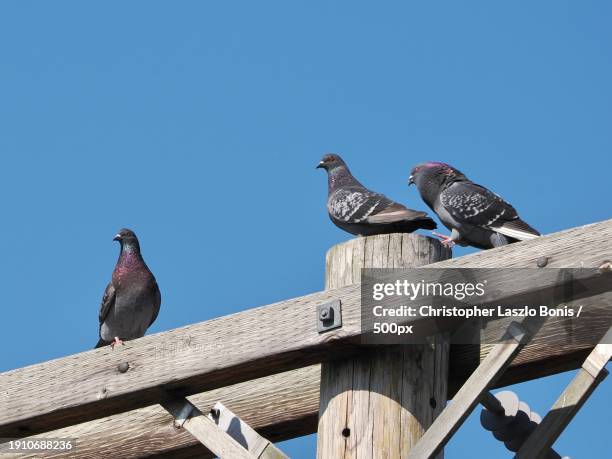 low angle view of birds perching on roof against clear blue sky,framingham,massachusetts,united states,usa - framingham stock pictures, royalty-free photos & images