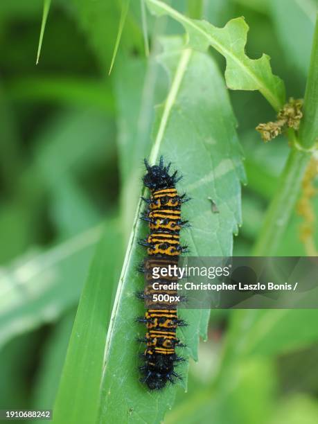 close-up of caterpillar on plant,framingham,massachusetts,united states,usa - framingham stock pictures, royalty-free photos & images