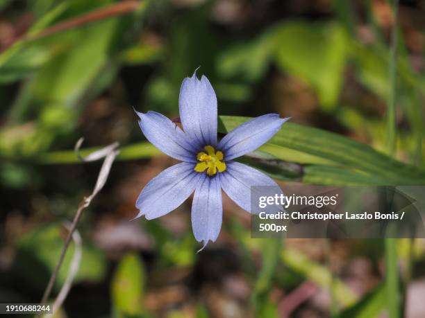 close-up of purple flowering plant,framingham,massachusetts,united states,usa - framingham stock pictures, royalty-free photos & images