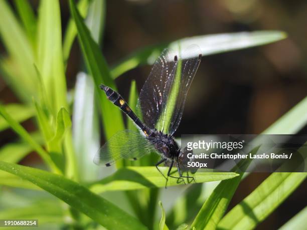 close-up of insect on plant,framingham,massachusetts,united states,usa - framingham stock pictures, royalty-free photos & images