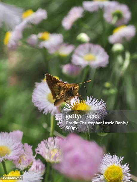 close-up of butterfly pollinating on flower,framingham,massachusetts,united states,usa - framingham stock pictures, royalty-free photos & images