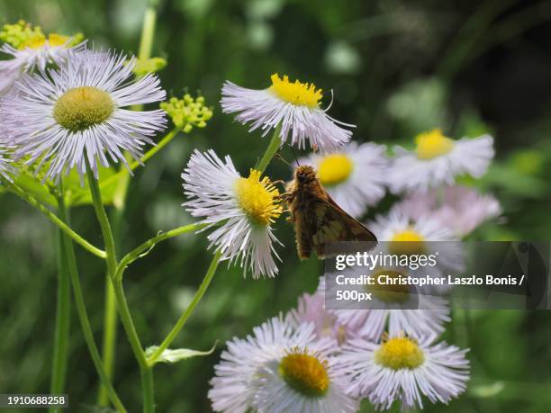 close-up of bee pollinating on flower,framingham,massachusetts,united states,usa - framingham stock pictures, royalty-free photos & images