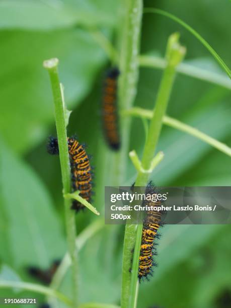 close-up of caterpillar on plant,framingham,massachusetts,united states,usa - framingham stock pictures, royalty-free photos & images