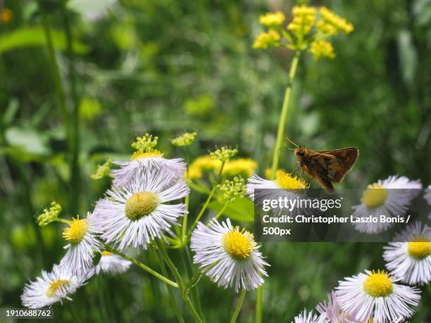close-up of butterfly pollinating on flower,framingham,massachusetts,united states,usa - framingham stock pictures, royalty-free photos & images