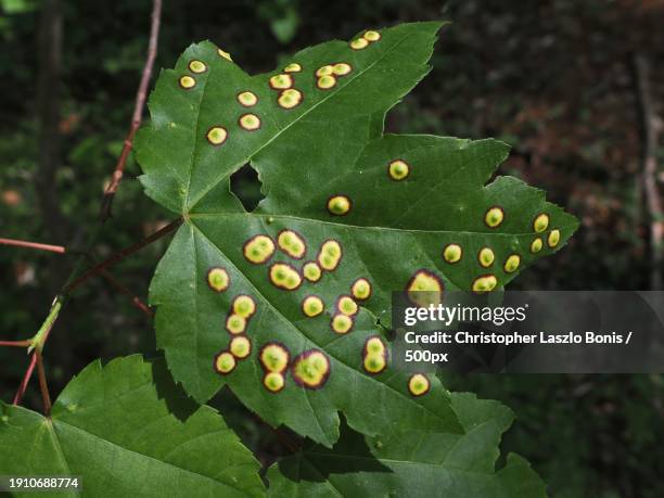 close-up of wet plant leaves,framingham,massachusetts,united states,usa - framingham stock pictures, royalty-free photos & images