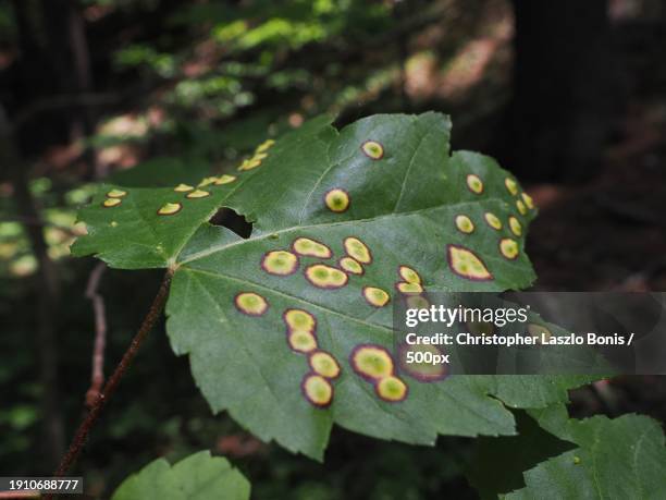 close-up of raindrops on leaves,framingham,massachusetts,united states,usa - framingham stock pictures, royalty-free photos & images