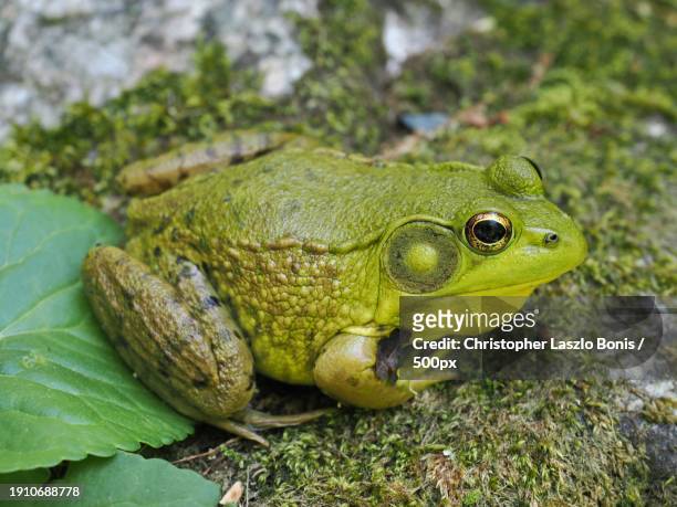close-up of bullcommon frog on leaf,framingham,massachusetts,united states,usa - framingham stock pictures, royalty-free photos & images