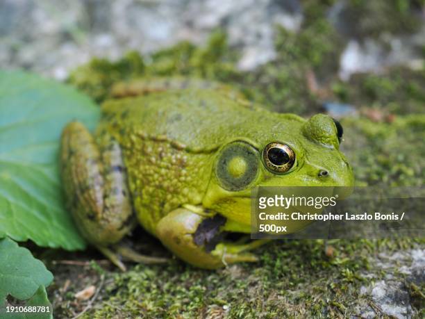 close-up of bullcommon frog on field,framingham,massachusetts,united states,usa - framingham stock pictures, royalty-free photos & images