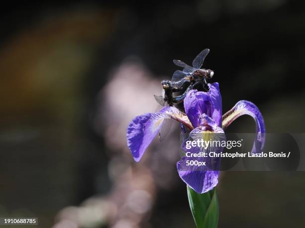 close-up of purple iris flower,framingham,massachusetts,united states,usa - framingham stock pictures, royalty-free photos & images