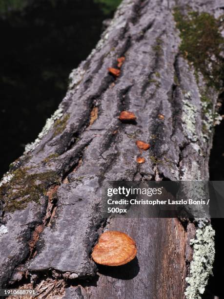 close-up of tree trunk,framingham,massachusetts,united states,usa - framingham stock pictures, royalty-free photos & images