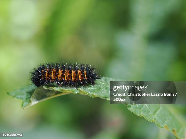 close-up of caterpillar on leaf,framingham,massachusetts,united states,usa - framingham stock pictures, royalty-free photos & images