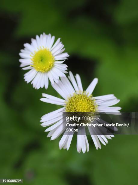 close-up of white daisy flower,framingham,massachusetts,united states,usa - framingham stock pictures, royalty-free photos & images