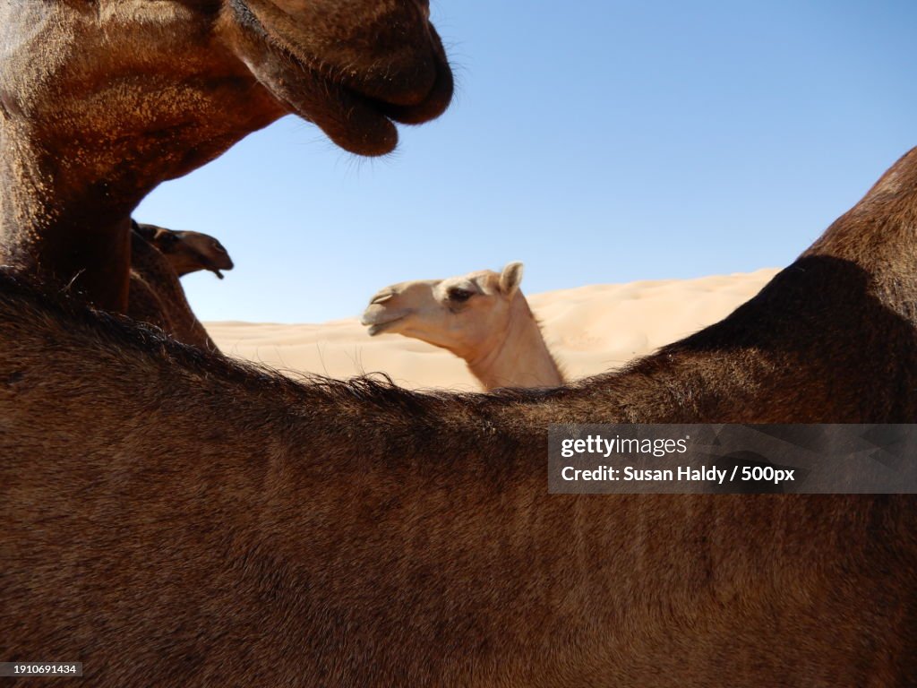 Low angle view of dog against clear sky,Liwa Oasis,Abu Dhabi,United Arab Emirates