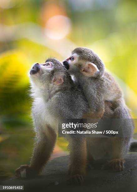 close-up of monkeys sitting on tree - dödskalleapa bildbanksfoton och bilder
