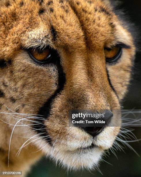 close up shot of a cheetah's face - cheetah print stock pictures, royalty-free photos & images