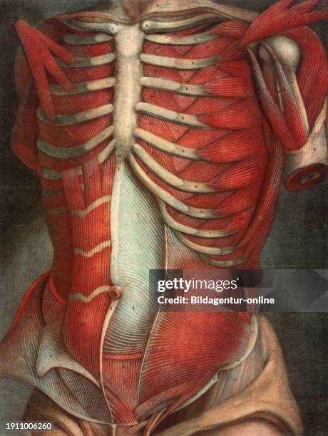 Random Torso 12,031 Human Torso Anatomy Stock Photos, High-Res Pictures, and Images ...