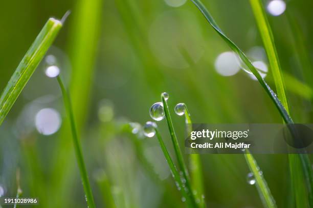 shiny drops - structure physique photos et images de collection