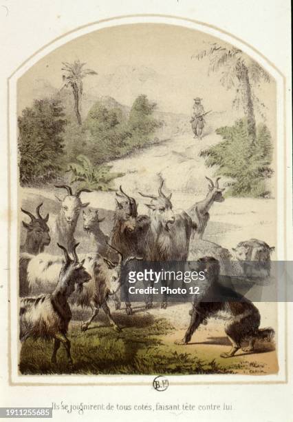 Went out with my dog, and set him upon the goats, but I was mistaken, for they all faced about upon the dog'. Plate published in "Les aventures de...