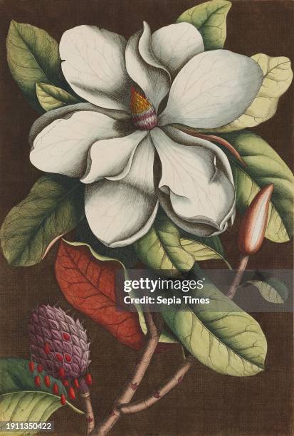 Magnolia grandiflora , c. 1743 , Georg Dionysius Ehret; Etcher: Georg Dionysius Ehret; Publisher: Mark Catesby, English, 1682/83 - 1749, 19 1/2 x 13...