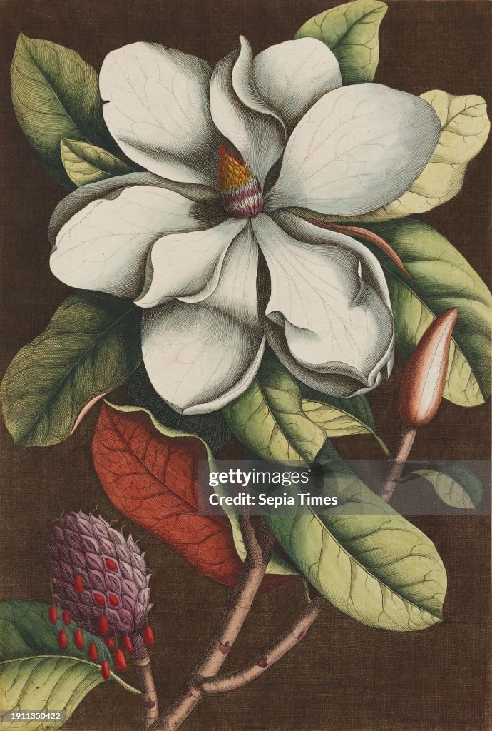 Magnolia grandiflora (The Laurel Tree of Carolina)
