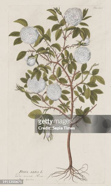 Rosa Alba from Icones Plantarum Medicinalium, 1788-1812, Joseph Jakob Plenck, Austrian, 1738–1807, 17 1/8 x 9 3/8 in. 18 5/8 × 12 15/16 in. ,...