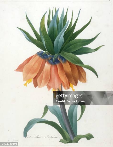 Fritillaire Imperiale, from Choix Des Plus Belle Fleurs et des Plus Beaux Fruits Pierre-Joseph Redoute, French, Flemish , 1759–1840, 10 1/2 x 8 1/4...