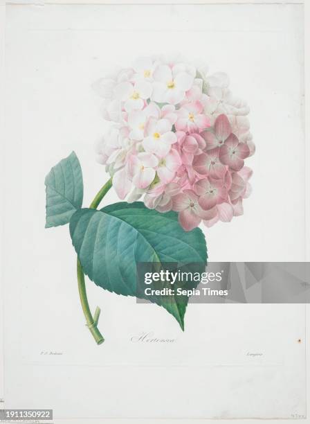 Hortensia, from Choix Des Plus Belle Fleurs et des Plus Beaux Fruits after Pierre-Joseph Redoute; Engraver: Francois Langlois , French, Flemish ,...