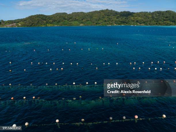 View of a culture of black-lip pearl oysters in the lagoon of Mangareva island on January 21 in the Gambier archipelago, Pacific Ocean. Tahitian...
