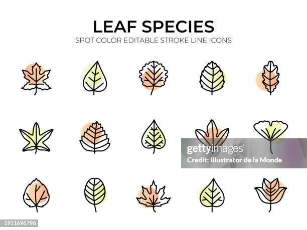 leaf species line icon set - aspen leaf stock illustrations