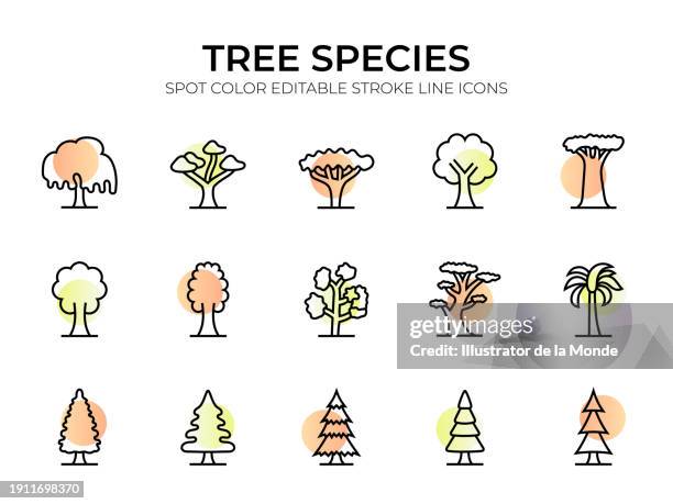 tree species line icon set - deciduous tree stock illustrations