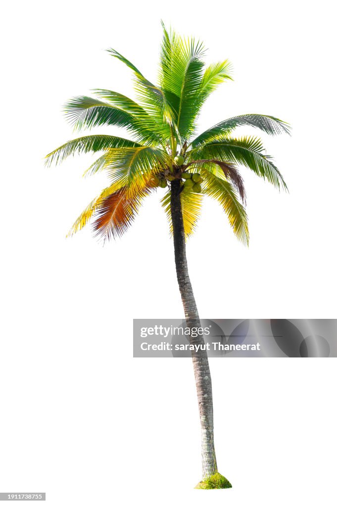 Coconut tree on white background. Isolate