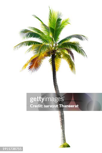 Coconut tree on white background. Isolate Coconut tree on white background. Isolate
