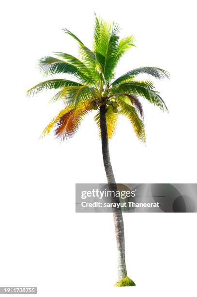 coconut tree on white background. isolate - palm tree leaves stock pictures, royalty-free photos & images