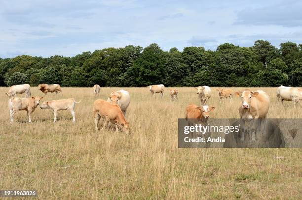 Blonde d'Aquitaine cattle, suckling cows in a pasture with grass which turned yellow because of summer drought. Hay as a feed supplement.