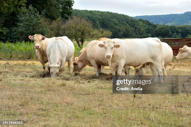 Blonde d'Aquitaine cattle, suckling cows in a pasture with grass which turned yellow because of summer drought. Hay as a feed supplement.