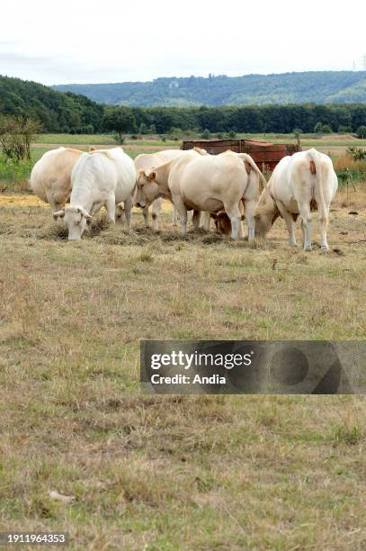 Blonde d'Aquitaine cattle, suckling cows in a pasture with grass which turned yellow because of summer drought. Hay as a feed supplement.